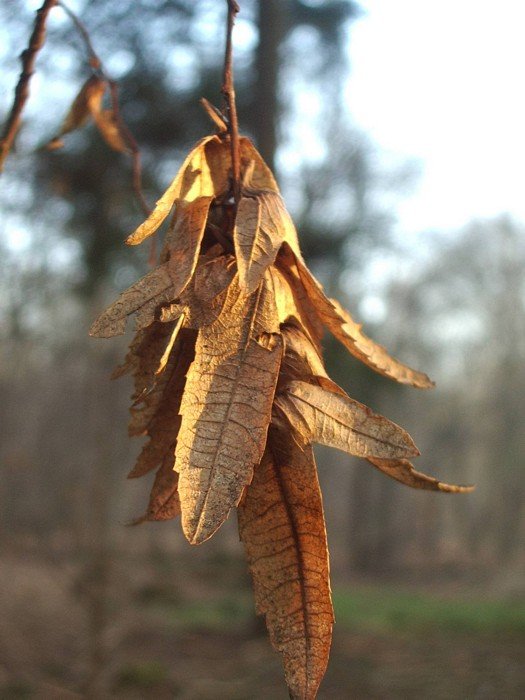Feuilles