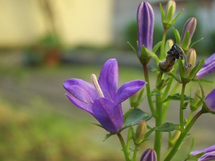 Fleur & bourgeon