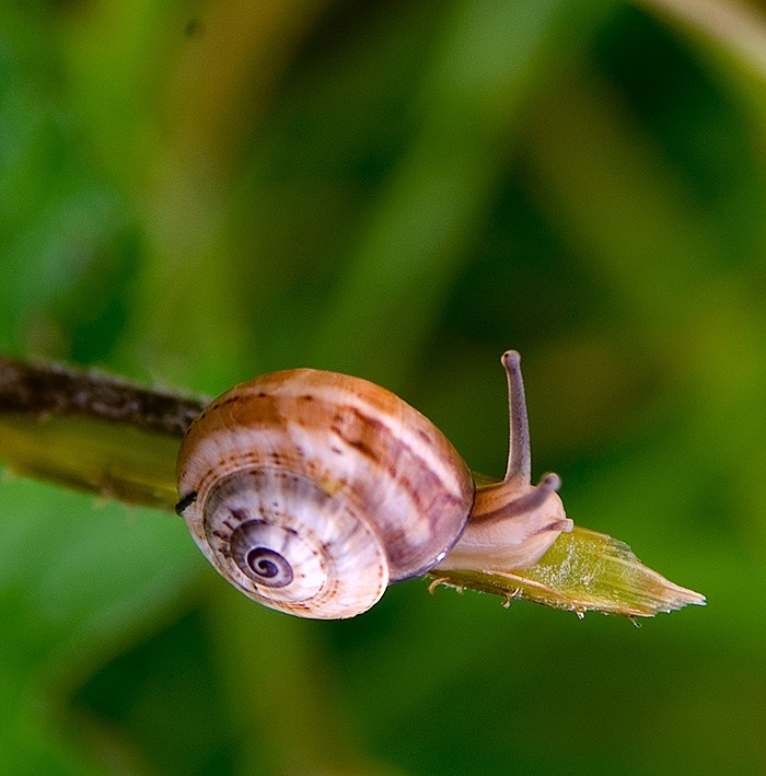 Escargot