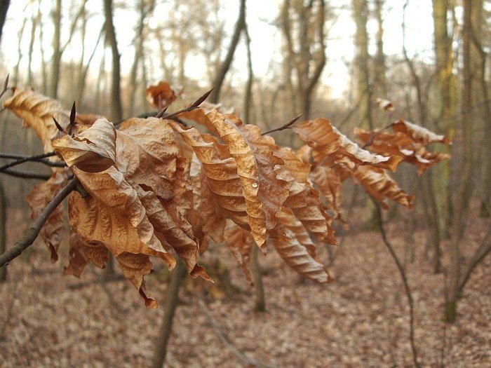 Branche de châtaignier