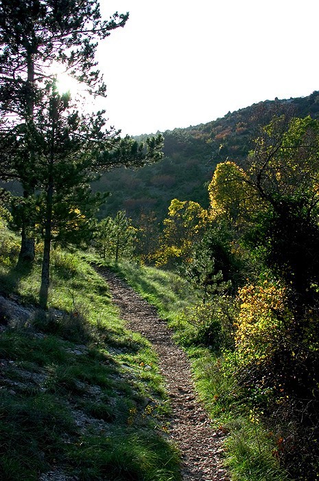 Cevennes