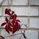 Feuilles rouges